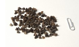 blessed nest organic nesting - organic, pesticide-free buckwheat hulls that make up the fill of the...