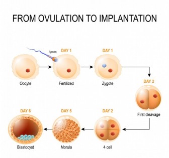 Zygote to Blastocyst