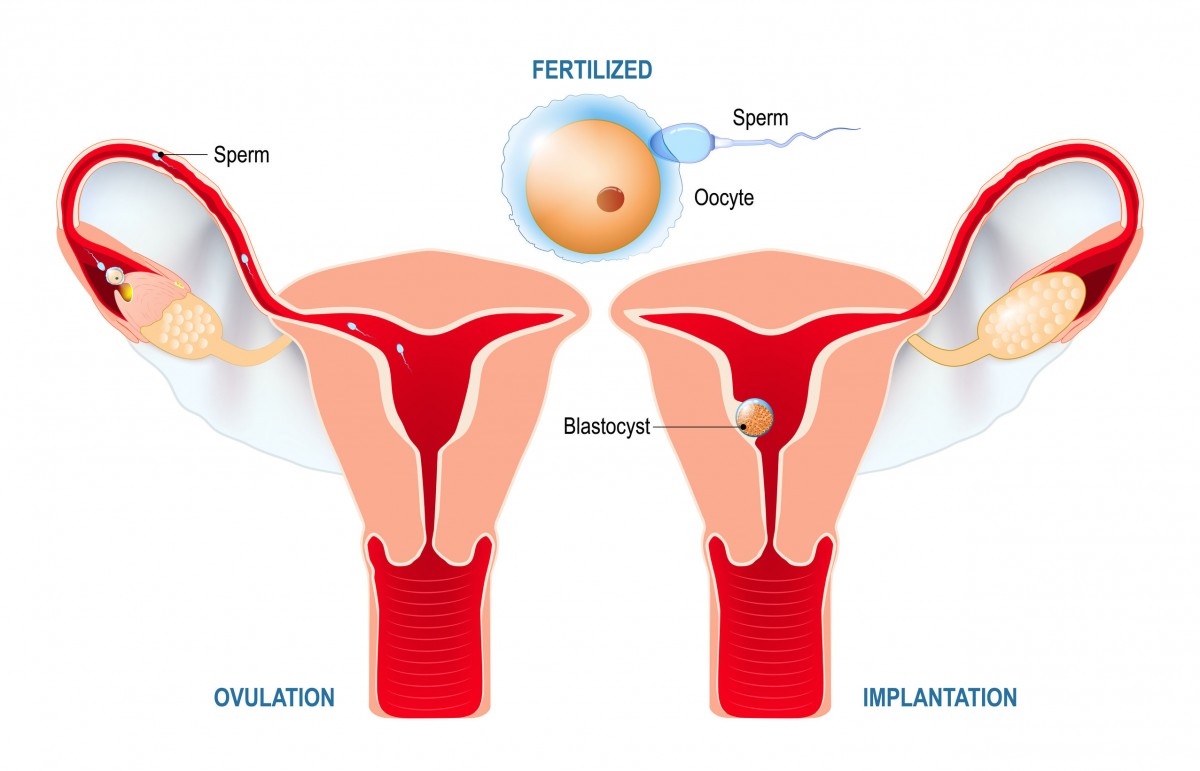 Implantation & Embryo Formation