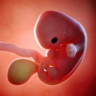 Organs on the Go