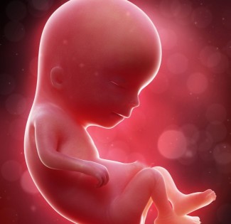 Big Things and Brain Folds