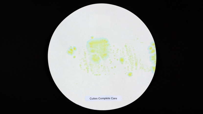 cuties complete care - cuties had more liquid transfer o the filter paper in our absorption...